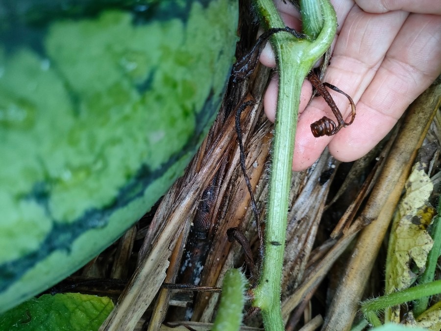 種が食べれるスイカ🍉初収穫