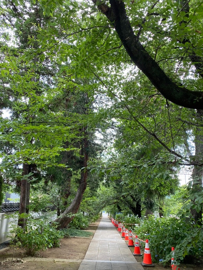 お寺の径道から🛣🛤