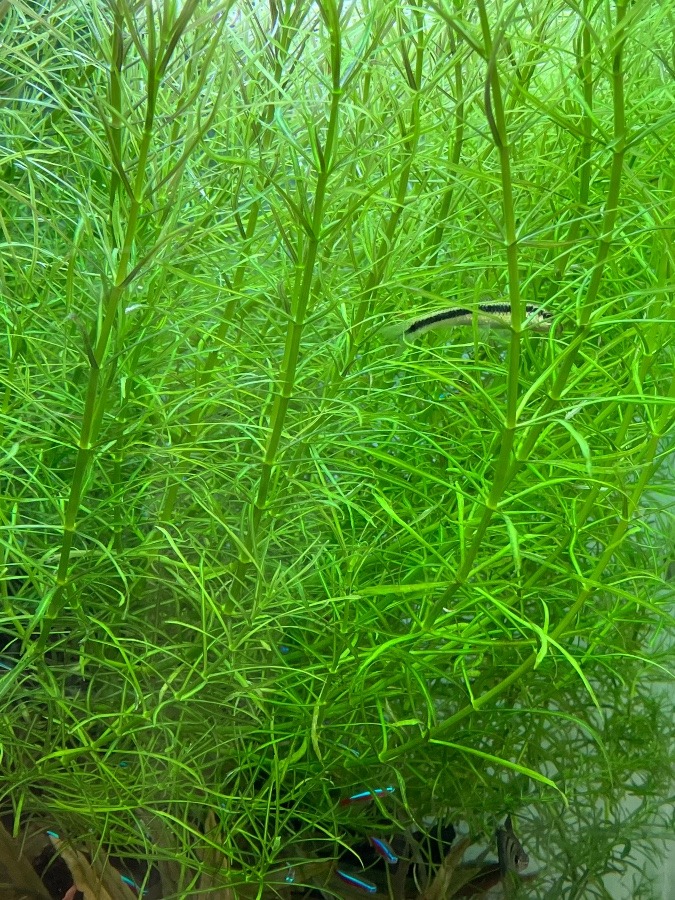熱帯魚①