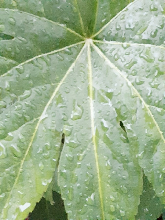 本日は雨☔