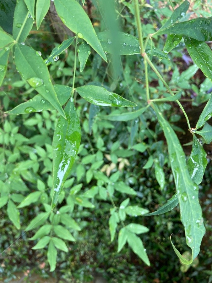 雨