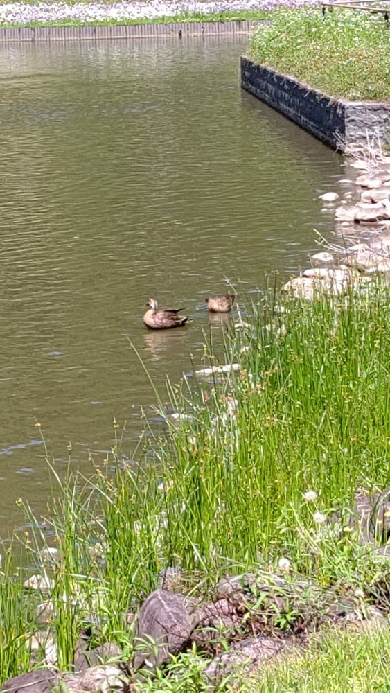 仲良しだなぁ🦆