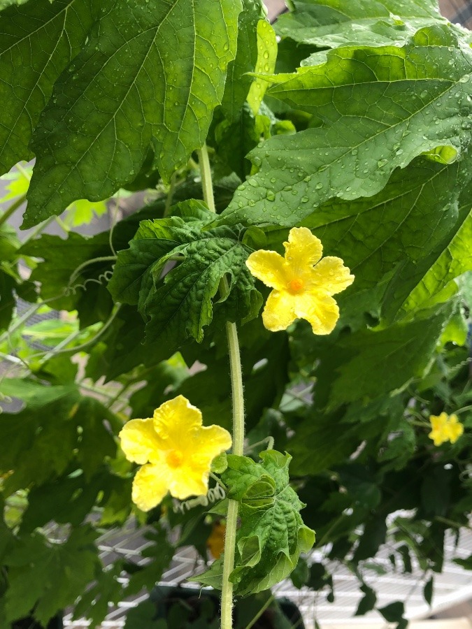 ゴーヤのお花ですか？