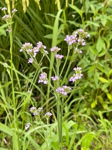 野の花