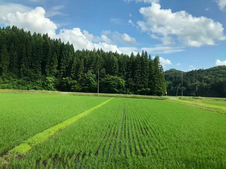 ✨リベンジ　秋田杉✨