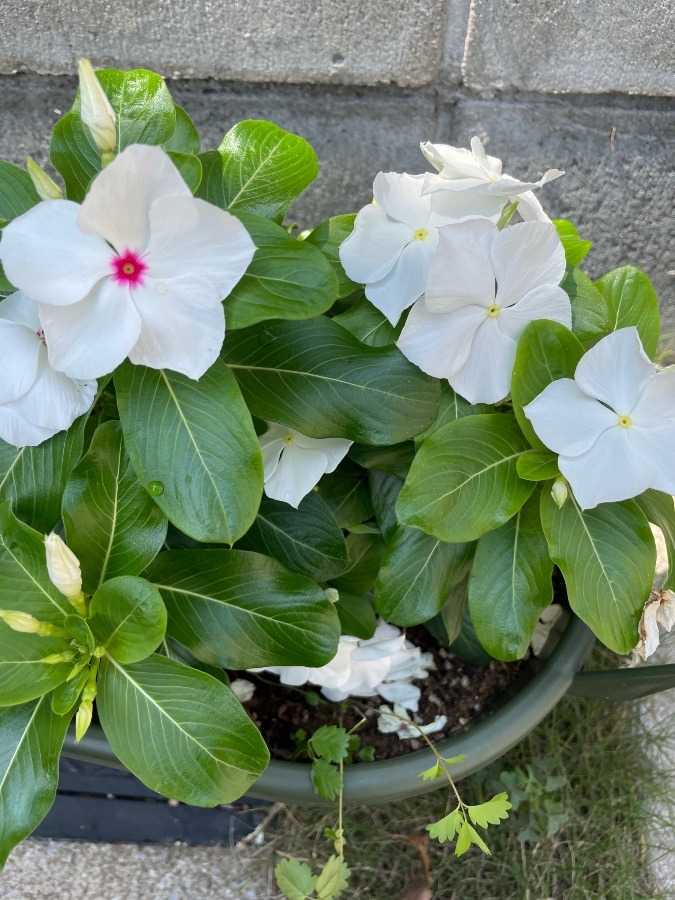 今日も始まりました🌸