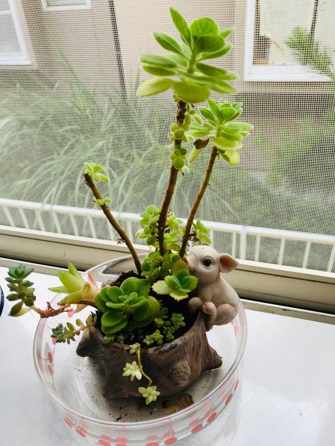 ✨こぶたと多肉植物✨