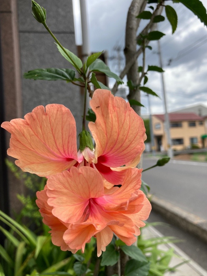 アリさん🌺