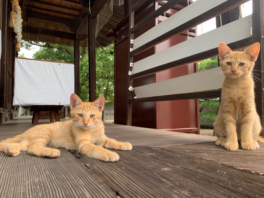 神社の子猫