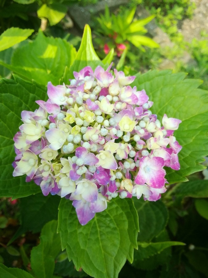 赤ちゃん紫陽花その後