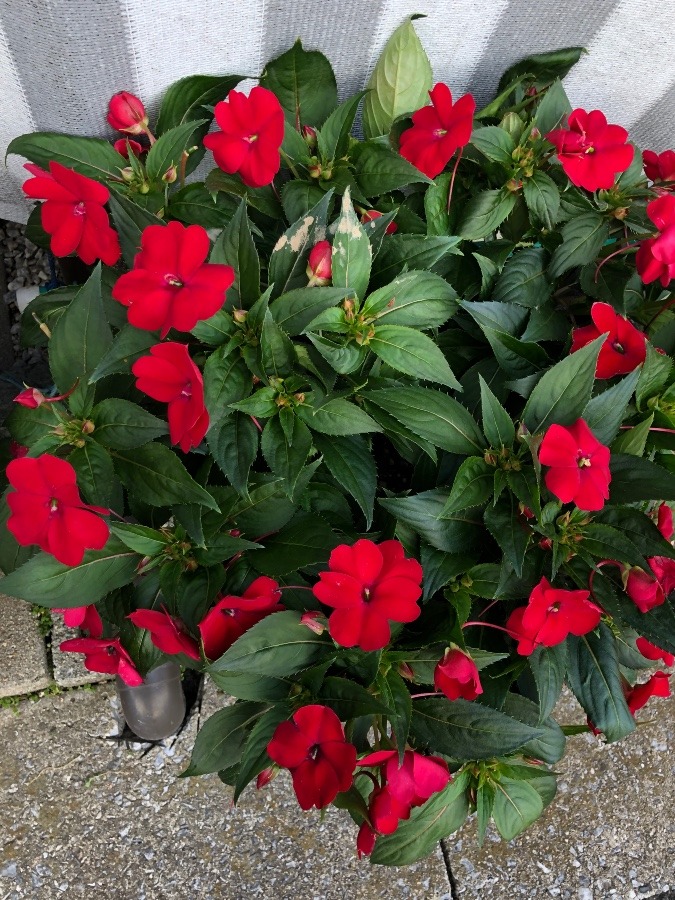 我が家の花