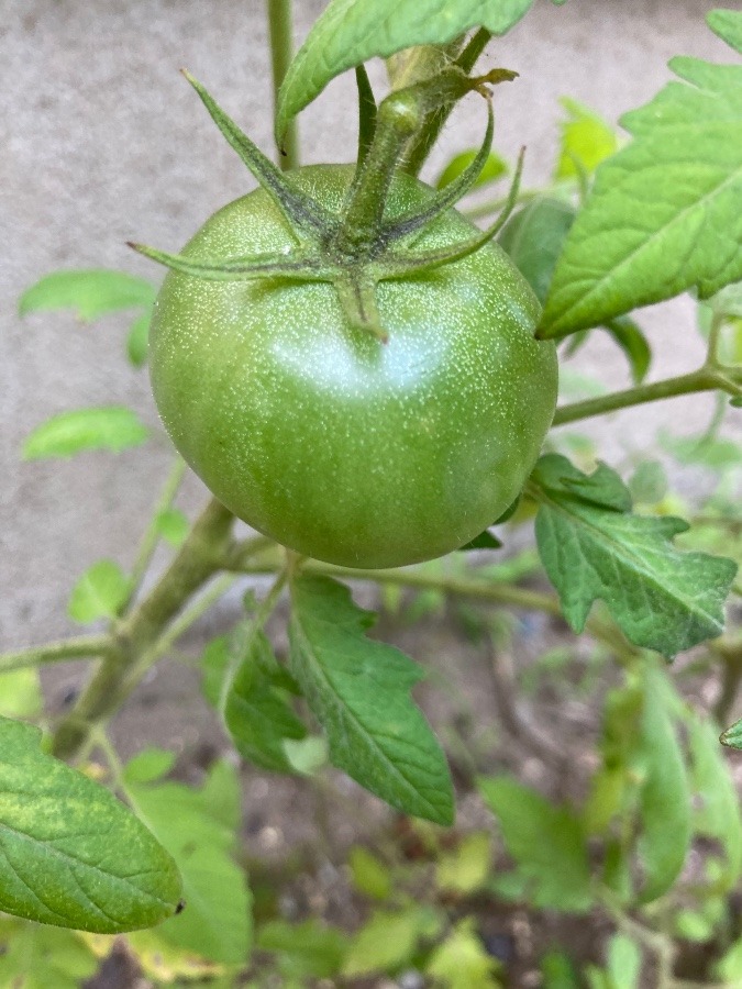 大きくなった❣️