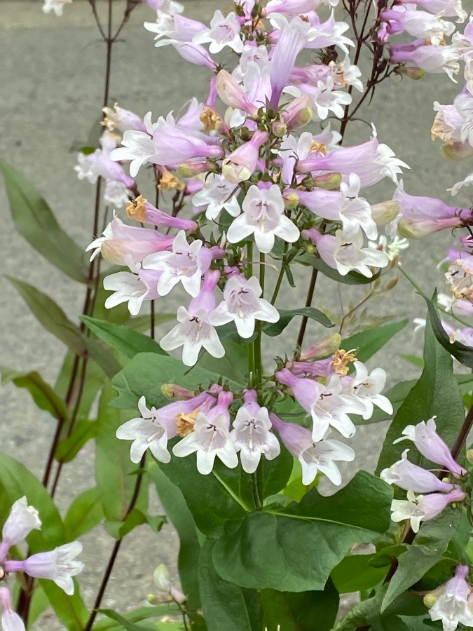 霞城公園の花🌸