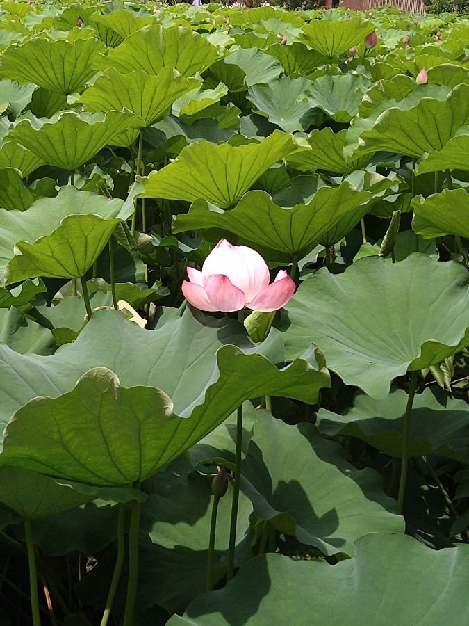 上野不忍池の蓮の花