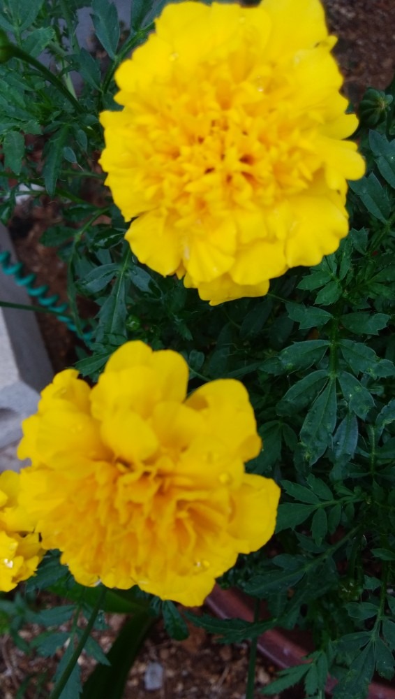黄色の、お花です！