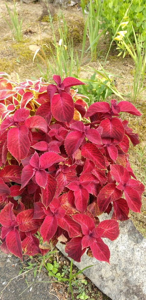 花より鮮やか🌺葉っぱも負けてない