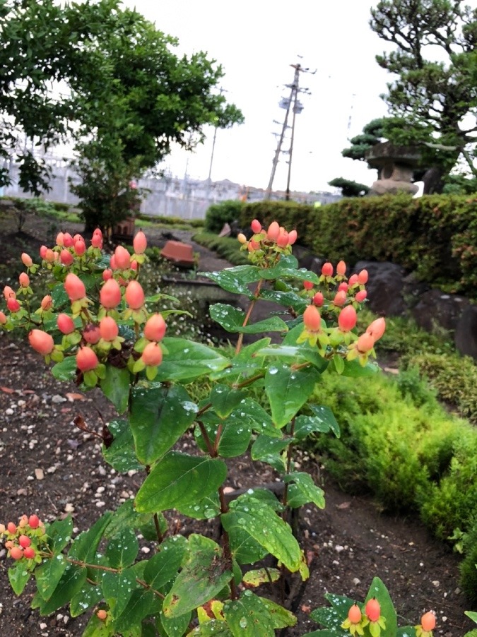 💐でよく見かけるね📍