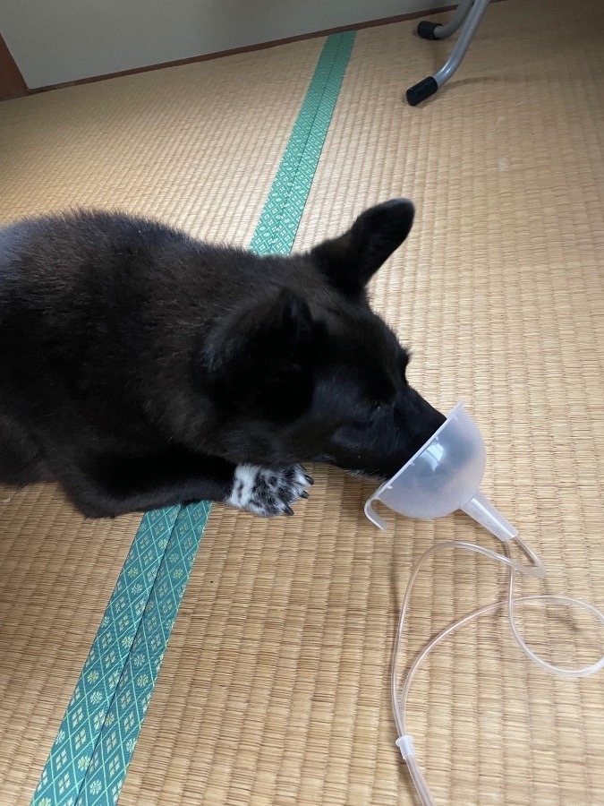 愛犬　かりん