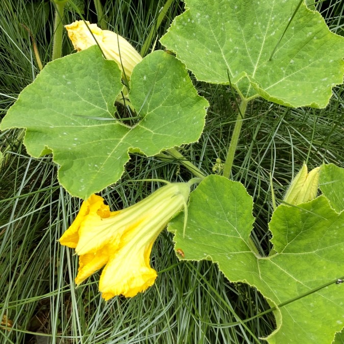 花壇のお花🎃