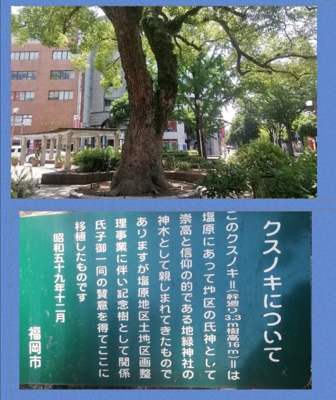 大橋駅の楠の木は御神木だった