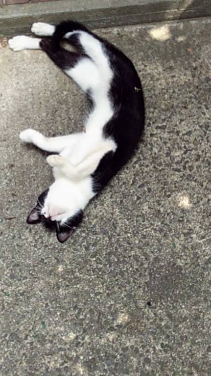 暑さで玄関先で、近づいてもゴロゴロしている猫を発見。