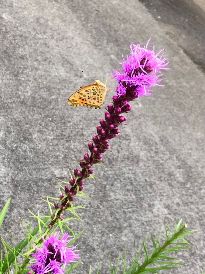 集中してます🦋