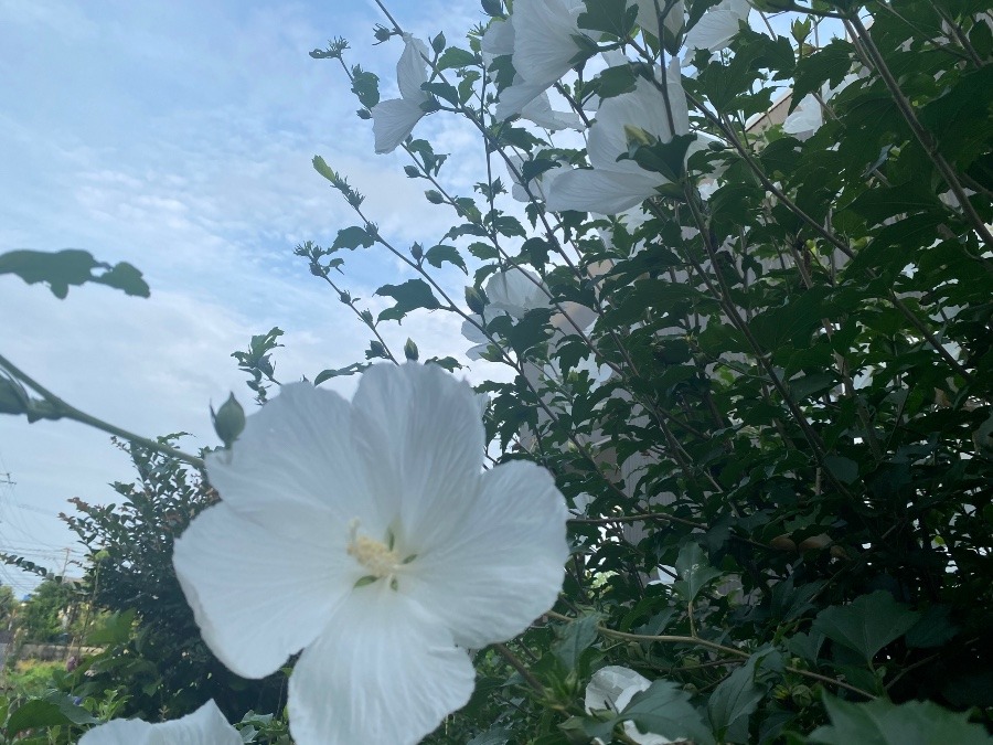 青空が見えてます