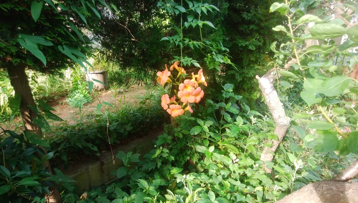 お花です！