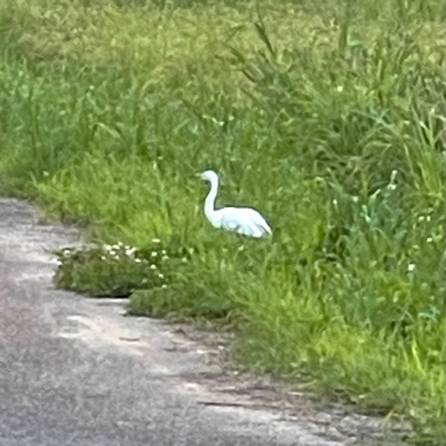 しらさぎ