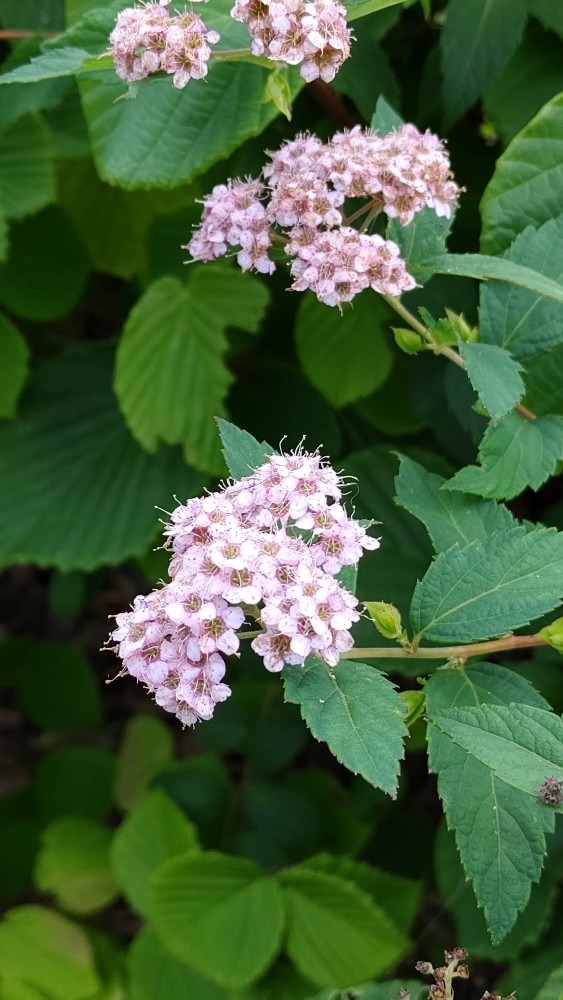 散歩道の花🌺