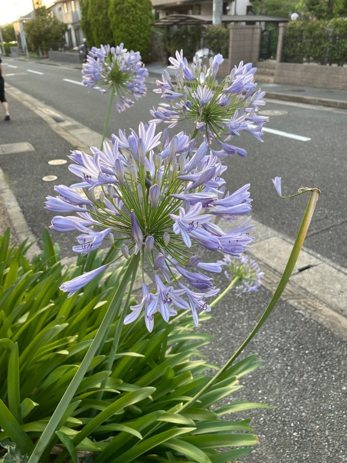 かわいい🌸