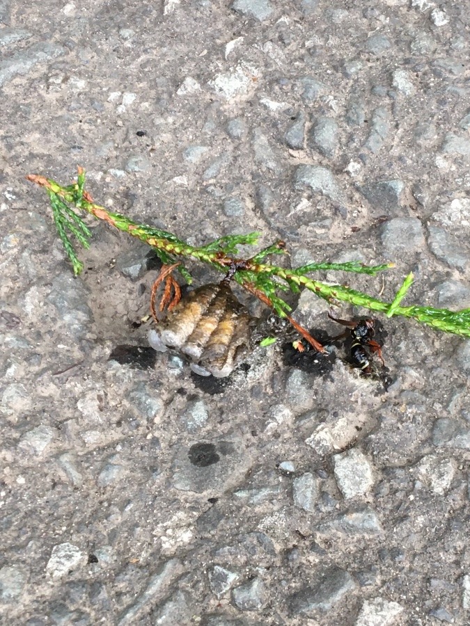 おかげさまで！無事に