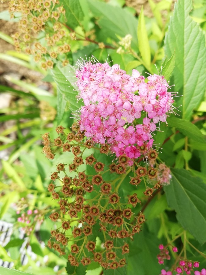 🍀花🌸