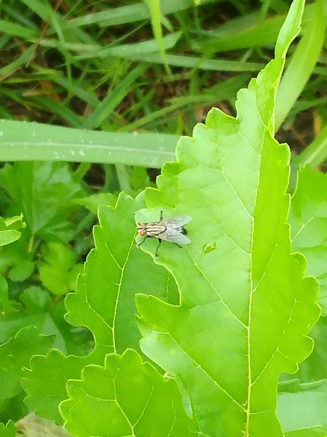 雑草にハエが