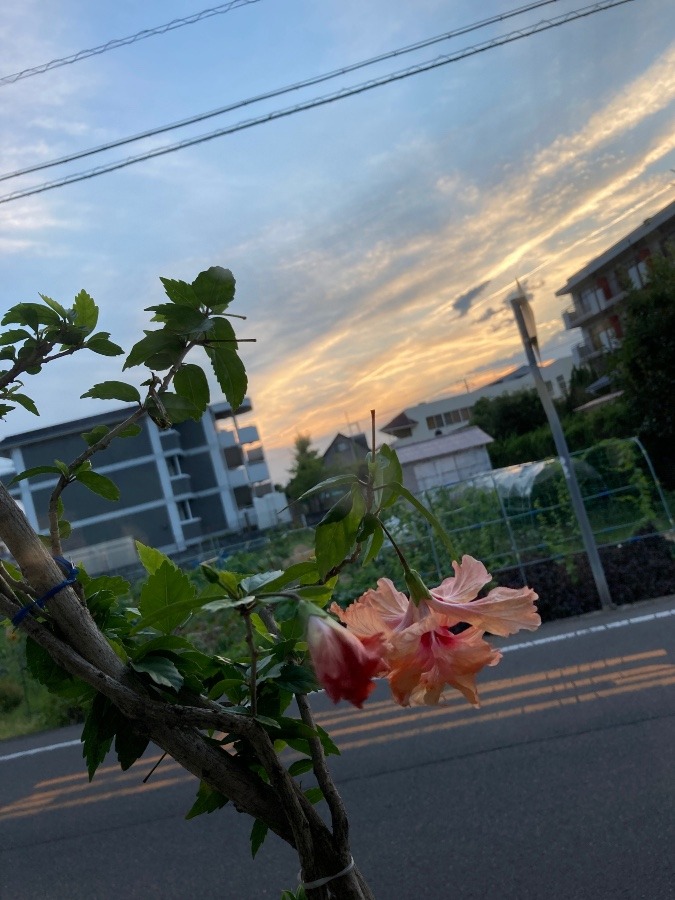 夕焼け