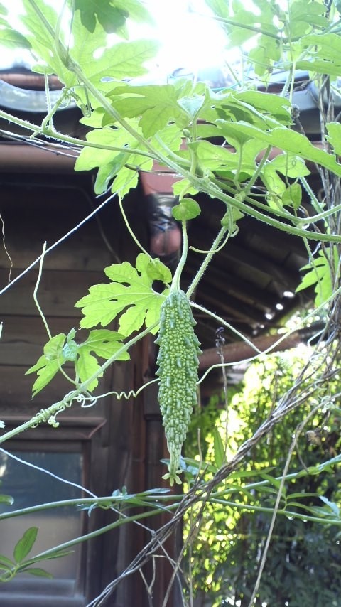 夏ですねェー♥