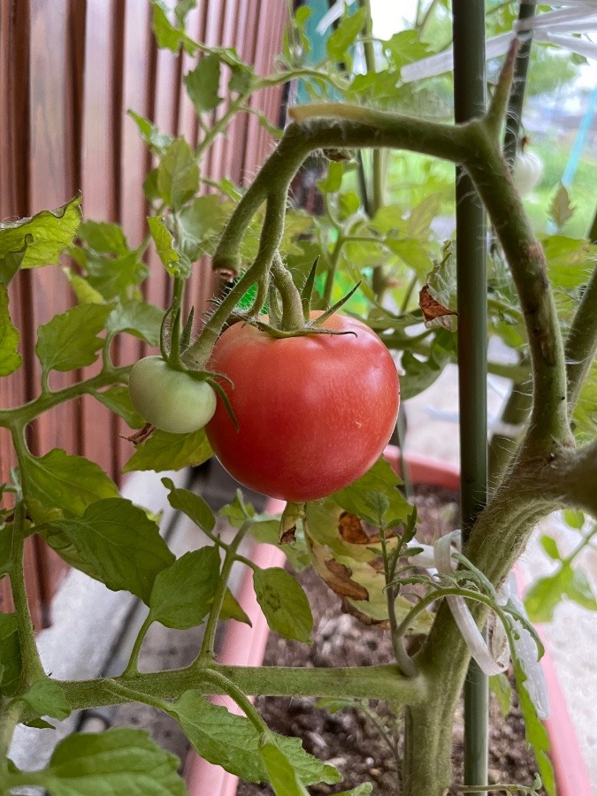 プランター菜園