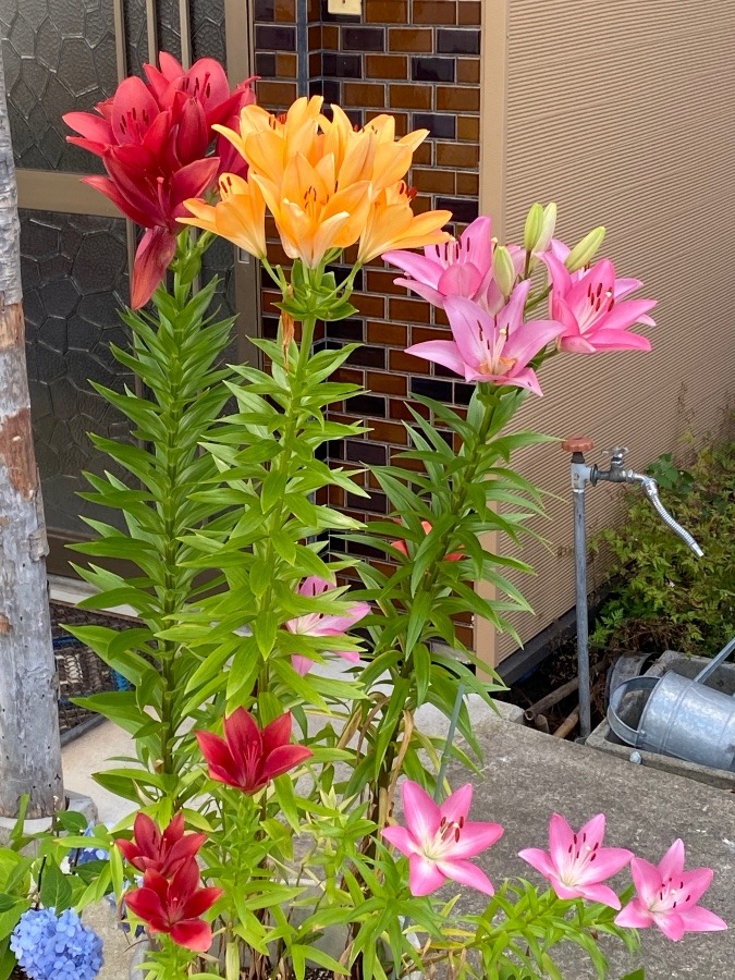 隣りの家の花🌸🌸❗️