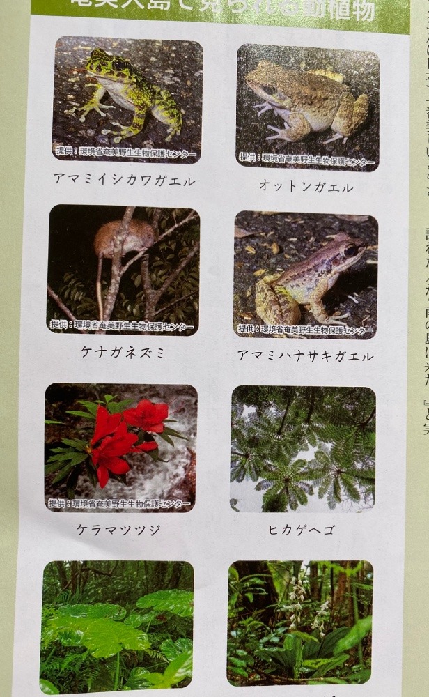 奄美大島で見られる動植物🐸🌿🥀