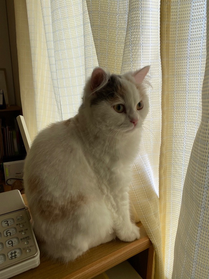 置き物のようなもなか‼️