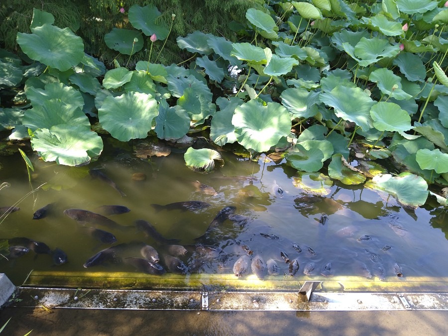 上野不忍池の鯉