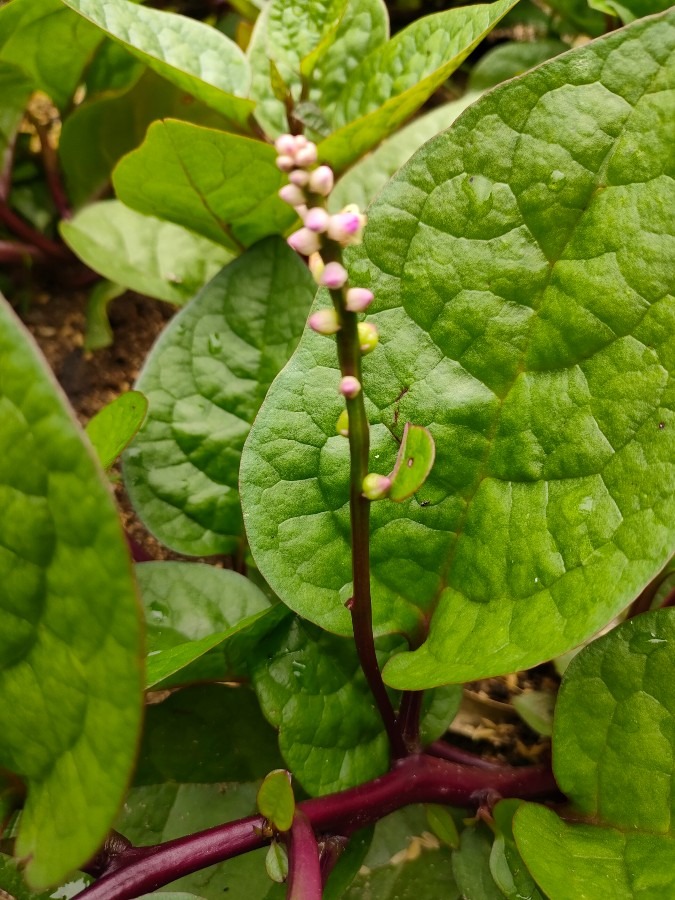 ツルムラサキの花