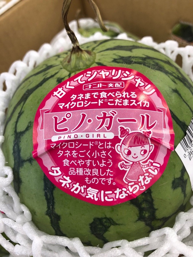 こだまスイカ🍉ピノ・ガール