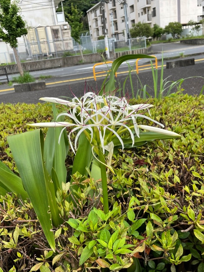 さつきのの木の中から飛び出してる‼️