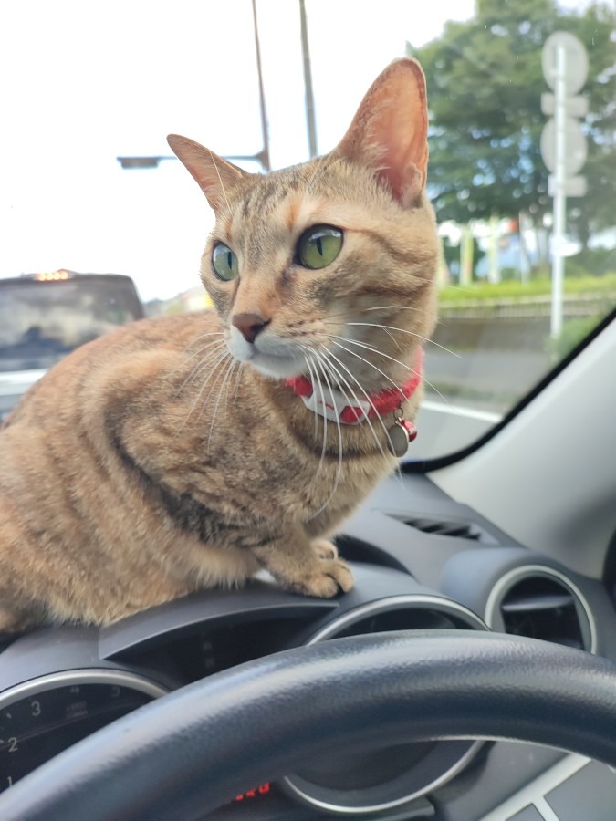 今日のルルしゃん🐱