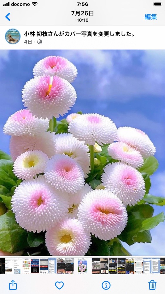 珍しい花
