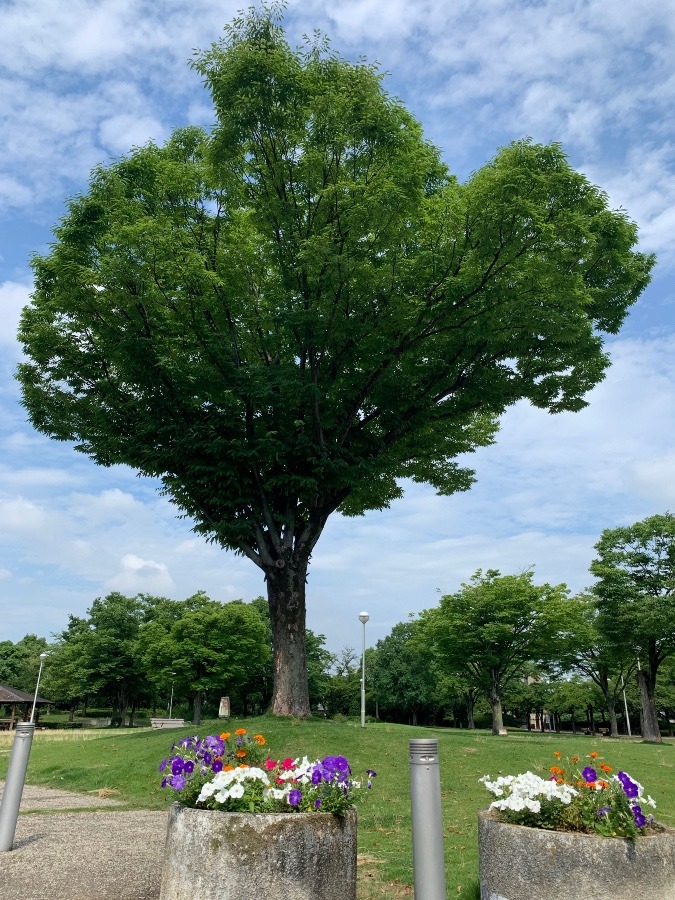 今日も暑い！