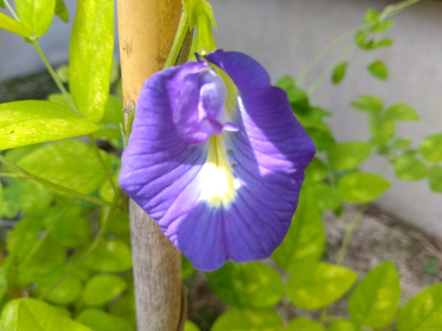 バタフライピーの花が咲いた💙✨