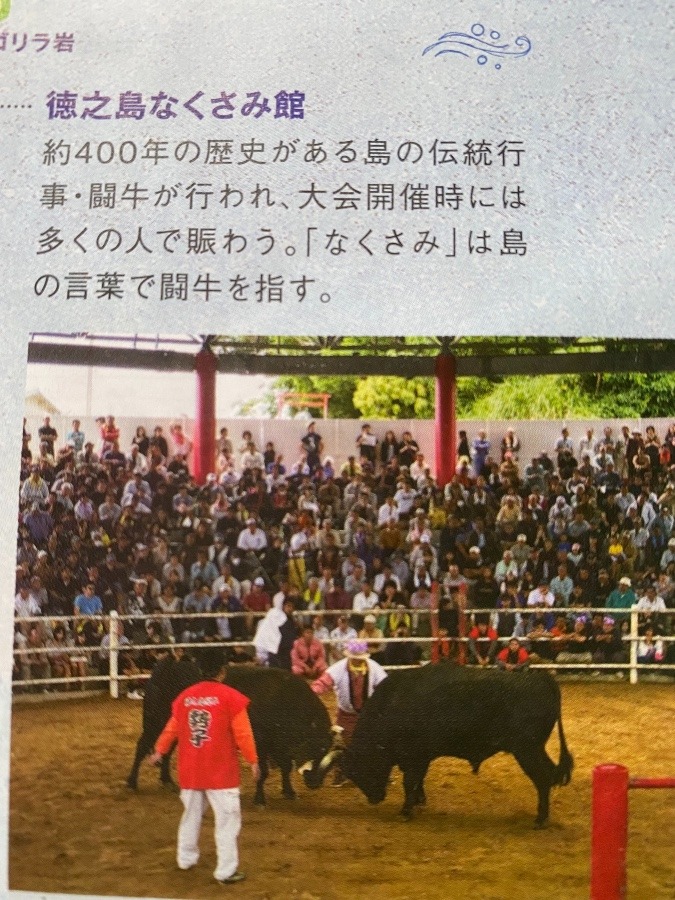 徳之島  400年の歴史🐮🐃