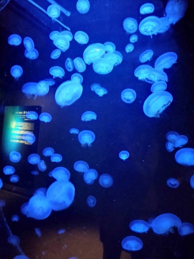 幻想的(´∀｀*)✨✨